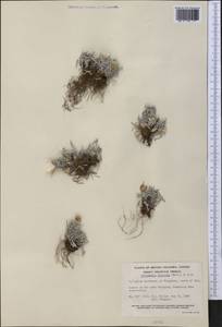 Antennaria dimorpha (Nutt.) Torr. & A. Gray, Америка (AMER) (Канада)