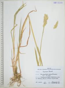 Двукисточник тростниковидный L., Сибирь, Дальний Восток (S6) (Россия)