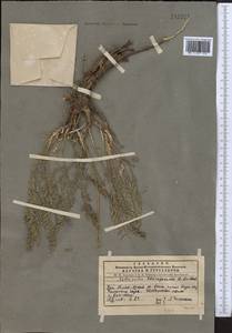 Astragalus masanderanus Bunge, Средняя Азия и Казахстан, Западный Тянь-Шань и Каратау (M3) (Казахстан)
