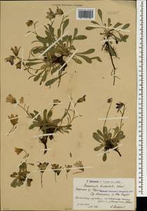 Колокольчик трехзубый Schreb., Кавказ, Армения (K5) (Армения)