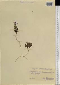 Клаусия солнцепечная (Stephan ex Willd.) Korn.-Trotzky, Сибирь, Прибайкалье и Забайкалье (S4) (Россия)