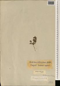 Hermannia heterophylla (Cav.) Thunb., Африка (AFR) (ЮАР)