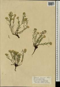 Бурачок ленский Adams, Монголия (MONG) (Монголия)