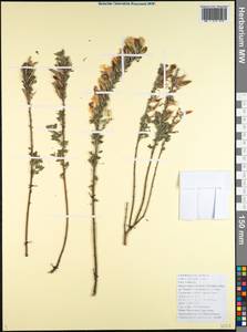 Chamaecytisus triflorus subsp. triflorus, Кавказ, Черноморское побережье (от Новороссийска до Адлера) (K3) (Россия)