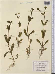 Valerianella radiata (Willd.) Dufr., Америка (AMER) (США)