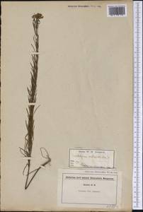 Asclepias verticillata L., Америка (AMER) (США)