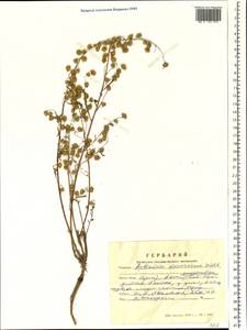Полынь Сиверса Ehrh. ex Willd., Сибирь, Алтай и Саяны (S2) (Россия)
