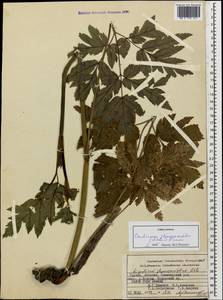 Selinum physospermifolium (Albov) Hand, Кавказ, Абхазия (K4a) (Абхазия)