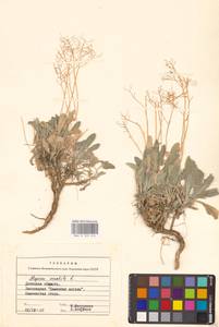 Ауриния скальная, Бурачок скальный (L.) Desv., Восточная Европа, Южно-Украинский район (E12) (Украина)