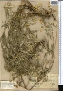 Clematis asplenifolia Schrenk ex Fisch. & C. A. Mey., Средняя Азия и Казахстан, Западный Тянь-Шань и Каратау (M3) (Казахстан)