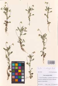 Viola ×contempta Jord., Восточная Европа, Северо-Западный район (E2) (Россия)