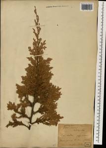 Juniperus rigida subsp. conferta (Parl.) Kitam., Зарубежная Азия (ASIA) (Япония)