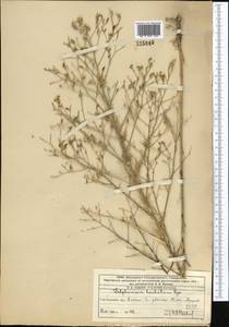 Delphinium barbatum Bunge, Средняя Азия и Казахстан, Западный Тянь-Шань и Каратау (M3) (Казахстан)