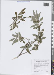 Ива удская (Wimm.) Trautv. & C.A.Mey., Сибирь, Якутия (S5) (Россия)