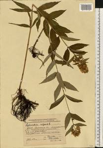 Вербейник обыкновенный L., Восточная Европа, Белоруссия (E3a) (Белоруссия)