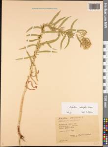 Achillea salicifolia subsp. salicifolia, Восточная Европа, Центральный лесостепной район (E6) (Россия)