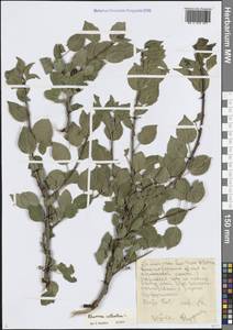 Жестер слабительный, Крушина слабительная L., Средняя Азия и Казахстан, Западный Тянь-Шань и Каратау (M3)