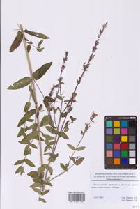 Котовник голый, Восточная Европа, Московская область и Москва (E4a) (Россия)