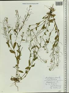 Sisymbrium pumilum Stephan, Восточная Европа, Нижневолжский район (E9) (Россия)
