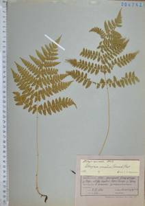 Диплазиум сибирский (Turcz. ex Kunze) Sa.Kurata, Сибирь, Дальний Восток (S6) (Россия)