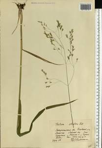 Овсяница высочайшая All., Восточная Европа, Западно-Украинский район (E13) (Украина)