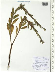 Ослинник мохнатый, Восточная Европа, Центральный район (E4) (Россия)