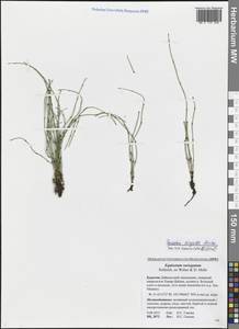 Хвощ камышковый Michx., Сибирь, Прибайкалье и Забайкалье (S4) (Россия)