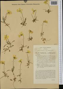 Viola calcarata subsp. cavillieri (W. Becker) Merxm. & W. Lippert, Западная Европа (EUR) (Италия)