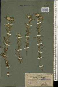 Echinops acantholepis Jaub. & Spach, Кавказ, Азербайджан (K6) (Азербайджан)