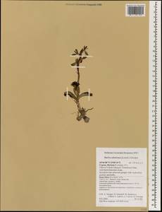 Orchidaceae, Зарубежная Азия (ASIA) (Кипр)