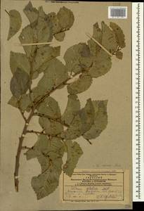 Вяз малый Mill., Кавказ, Азербайджан (K6) (Азербайджан)