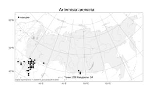Artemisia arenaria, Полынь песчаная DC., Атлас флоры России (FLORUS) (Россия)