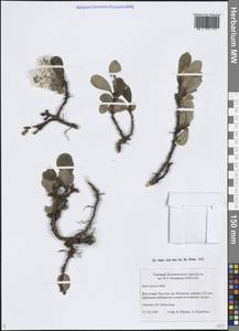 Ива арктическая Pall., Сибирь, Чукотка и Камчатка (S7) (Россия)