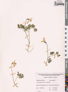 Хохлатка магаданская A.P.Khokhr., Сибирь, Чукотка и Камчатка (S7) (Россия)