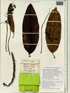 Saurauia napaulensis DC., Зарубежная Азия (ASIA) (Вьетнам)