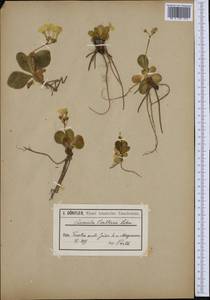 Primula auricula subsp. balbisii (Lehm.) Nyman, Западная Европа (EUR) (Италия)