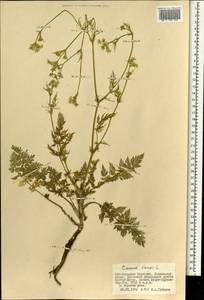 Тмин обыкновенный L., Монголия (MONG) (Монголия)