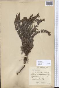 Lavandula stoechas L., Африка (AFR) (Испания)