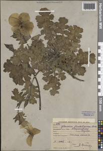 Мачок бахромчатый Boiss., Средняя Азия и Казахстан, Западный Тянь-Шань и Каратау (M3) (Узбекистан)