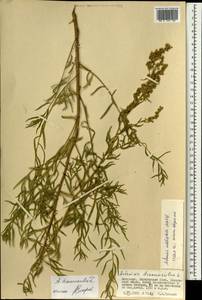 Artemisia dubia var. subdigitata (Mattf.) Y. R. Ling, Монголия (MONG) (Монголия)