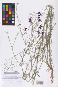 Delphinium consolida subsp. divaricatum (Ledeb.) A.Nyár., Восточная Европа, Нижневолжский район (E9) (Россия)