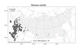 Daucus carota, Морковь обыкновенная, Морковь дикая L., Атлас флоры России (FLORUS) (Россия)