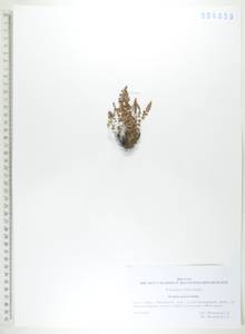 Вудсия головатая, Вудсия гладковатая R.Br., Сибирь, Дальний Восток (S6) (Россия)