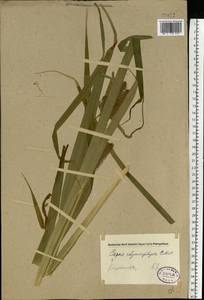 Carex utriculata Boott, Восточная Европа, Северо-Западный район (E2) (Россия)