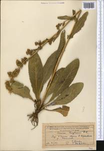 Jacobaea racemosa subsp. kirghisica (DC.) Galasso & Bartolucci, Средняя Азия и Казахстан, Прикаспийский Устюрт и Северное Приаралье (M8) (Казахстан)
