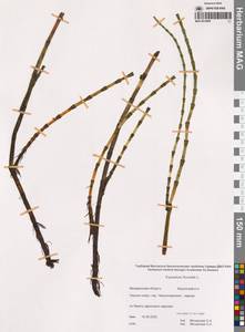 Хвощ приречный, Хвощ топяной L., Сибирь, Чукотка и Камчатка (S7) (Россия)