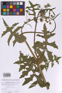 Осот огородный L., Восточная Европа, Московская область и Москва (E4a) (Россия)
