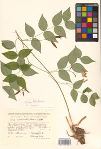 Горошек разветвленный (Maxim.) Ohwi, Сибирь, Дальний Восток (S6) (Россия)