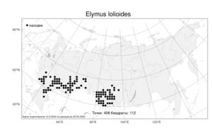 Elymus lolioides, Пырейник плевеловидный (P.Candargy) Melderis, Атлас флоры России (FLORUS) (Россия)