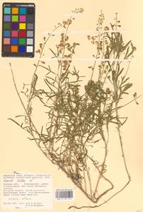 Резеда желтая L., Восточная Европа, Центральный лесостепной район (E6) (Россия)